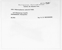 Didymosphaeria nubecula image